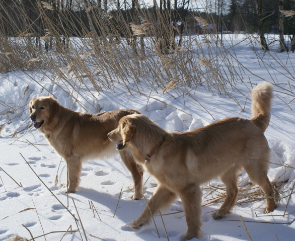 Sissi takana Repe 7 kk edess�